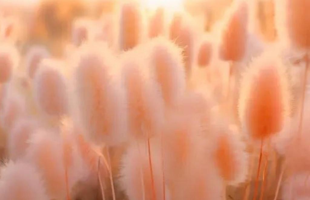 Fox Graphics -Design Branding trends 2024 Peach fuzz